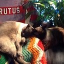 Darlene Schultz - @darschultz - Twitter