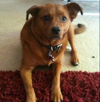 fadedlemur's profile picture. he/him