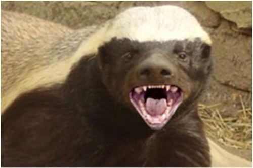 Hey I'm the honey badger I'm a bad ass & I really don't give a shit follow me