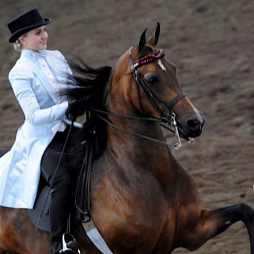 We all know as equestrians we pull total equestrian moves all the time, I'm just here to document them. http://t.co/qwFMv0NpZO