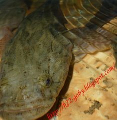 NanoK22's profile picture. 