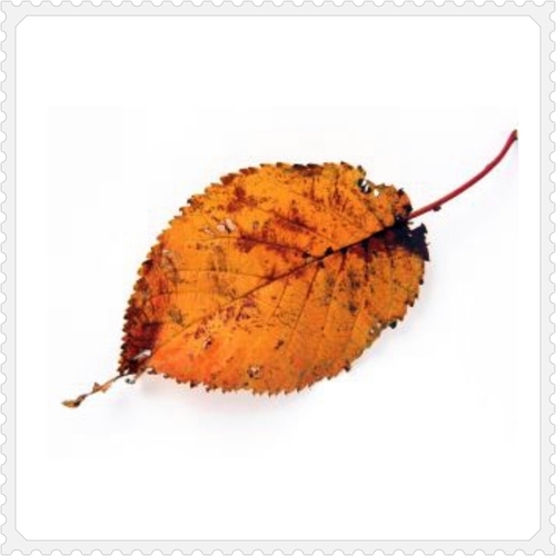 枯葉 Fogliea Twitter 枯葉 Fogliea Twitter