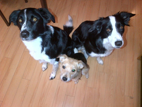 Dog Lover, Flyball Enthusiast, Dog Sport Junkie; my tweets are my own