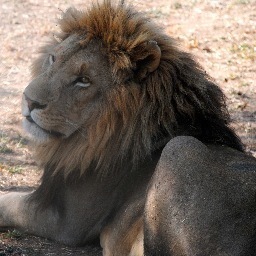 Conservation101's profile picture. Promoting and discussing wildlife conservation issues from around the globe.