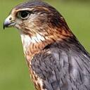 David How - @MerlinOne - Twitter