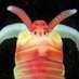 Polychaeta Species (@WPolyDb) Twitter profile photo