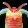 WPolyDb's profile picture. World Polychaeta Database. We will soon cover taxonomy & current status for all annelids (Animalia incertae sedis edits also). Tweets by Geoff Read