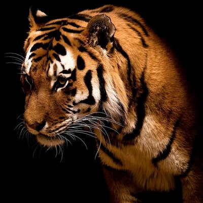 アスリート名言 Athlete Bot Twitter