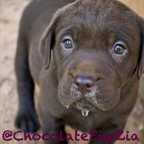 Woof!! Woof!!! Like mud, treats and pissing up trees! The pretty people who own me @PoisonedRedRose and @FatalHellRaiser *wags tail*