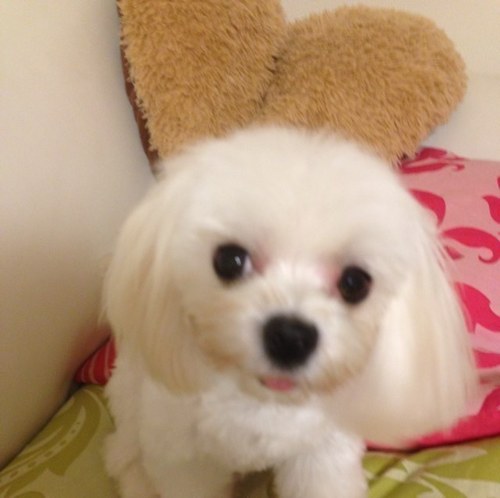 yoshiringo9821's profile picture. 