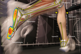 Sportpodoloog - Sportkinesitherapeut - Bewegingsanalyse en behandeling van voet- en enkelblessures bij recreant tot topsporter. Gent - Belgium