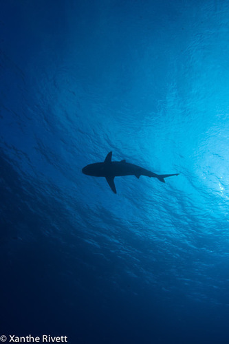 SeaCulture's profile picture. Sea Culture is an information hub for our oceans.  A collaboration between all who love, appreciate & utilise the sea.  We aim to educate, inspire & motivate.