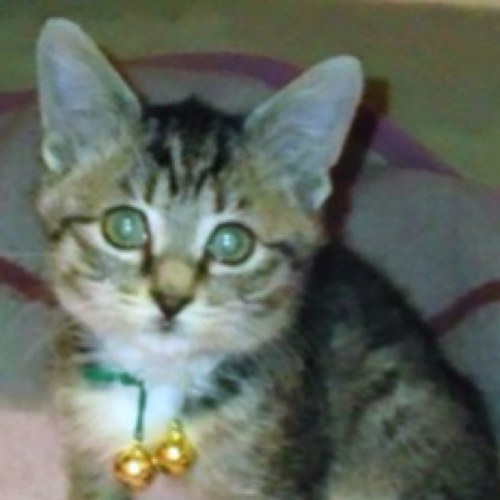 SugitaHime's profile picture. ネコちゃんと洋楽Rockとヨーロッパが大好きな
ねーさんです！KANAGAWA  Japan