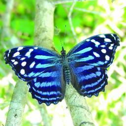 🦋The National Butterfly Center, a project of the North American Butterfly Association, a nonprofit dedicated to the conservation and study of wild butterflies.