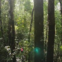 FAO Forestal (@faoforestal) 's Twitter Profile