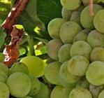 White Hall Vineyards, an award winning farm winery, has spectacular views of the Blue Ridge Mountains.  It is pure romance and a perfect excursion.