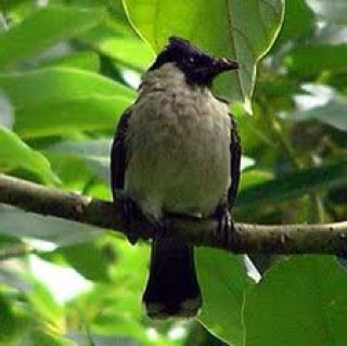 A free bird who love to tweet
