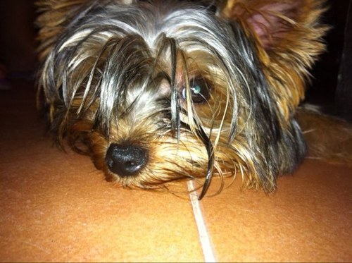 luzma77's profile picture. 