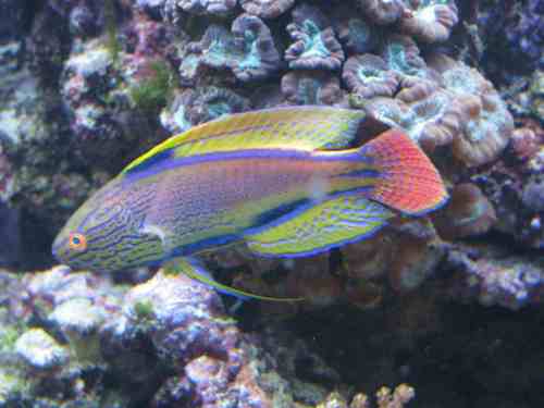 Prattreef's profile picture. Academic Administrator and Senior Editor of Reefs Magazine