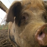 pedigreepigman's profile picture. happy in pig muck.     ;@)