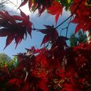 David Macfarlane - @tunnockish - Twitter