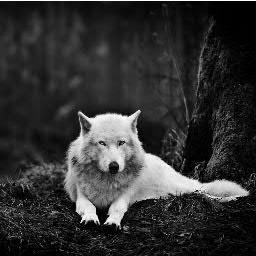 savethewolves_'s profile picture. Save The Wolves. Check out page's website: http://t.co/6zw3wt0n - we love wolves so much and we care about them. we don't want to lost this amazing sort.