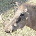 Roland Bird - @chatersworth - Twitter