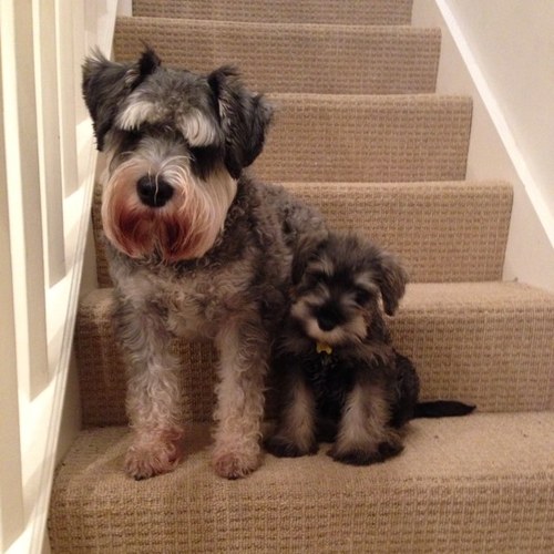 EddieandBilly's profile picture. We are Eddie (3yrs) and Billy (10 months) the Mini Schnauzers! We love to tweet about all our adventures!