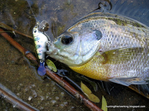 SoCal Urban Fisherman: Chasing bass, sunfish, trout, catfish and more in the greater Los Angeles area. 
Blog: http://t.co/zyQjlh3S