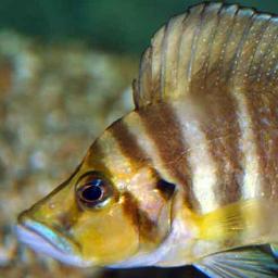 VerduijnCichlid's profile picture. aquariumwinkel sinds 1971 gespecialiseerd in cichliden en tropische vissen