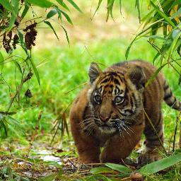 E_Dickenson's profile picture. Theatre manager, complementary therapist, musician and lace knitter.