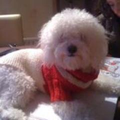 Hi my name is maria , Happy New Year and i hope you had a wonderful christmas. i love 1D and Justin Bieber :):):):):) i follow back... Follow me. please.