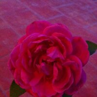Shroog (@shosho772011) 's Twitter Profile