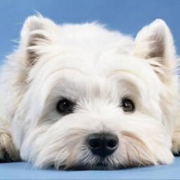 PuppyTAILS12's profile picture. WE LOVE PUPPIES!!!