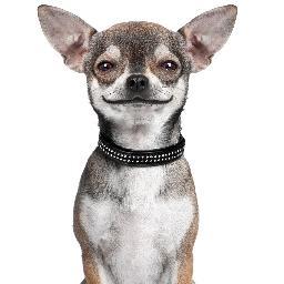 CVSantaEufemia's profile picture. Clínica Veterinaria Santa Eufemia de Tomares.   Tlf: 954 155 904  Urgencias: 628 494 926  Peluquería canina y felina.  Accesorios y alimentación.