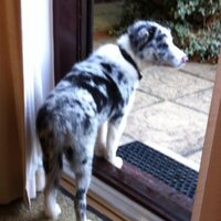 Norman John Sharman (@sharmannj) 's Twitter Profile