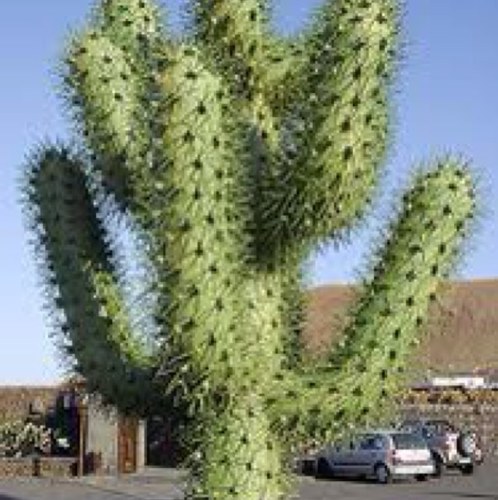 Everyone #spankthatcactus
Lets make it worldwide trend!!