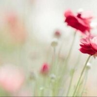 مَتفآئله (@mt20_1) 's Twitter Profile