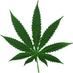 Profile Picture of Smoke Weed Everyday (@Mary_Jane_420_6) on Twitter