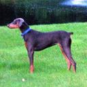 David Dorn - @dobermaniac4 - Twitter