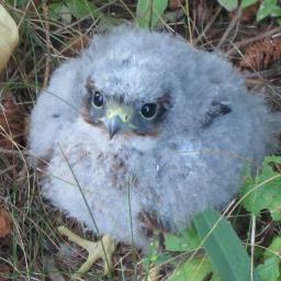 birdvet's profile picture. Wildlife veterinarian and rehabilitator. Fan of books, birds, music, concerts, social media and stationery. Madly off in all directions!