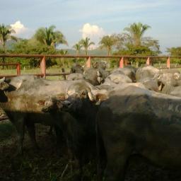 granjaguadalupe's profile picture. Unidad Integral De Produccion (Bufalos-Pollos-Cerdo-Frutales-Hummus De Lombriz Liquido y Solido)