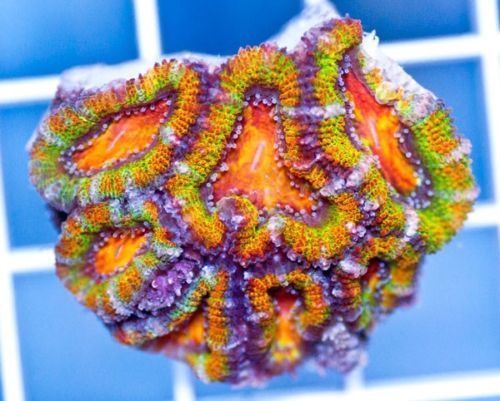 Wholesale supplier of captive raised tropical fish and corals!