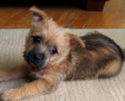 LiliPang's profile picture. 