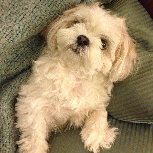 dantownley's profile picture. Love all things Disney and LSU