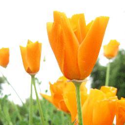 techtips2013's profile picture. #tech news. 'Flowers Bring Happiness'.