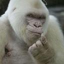 Jeffrey Shaw - @misterpapachops - Twitter