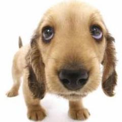 BSCrev's profile picture. 