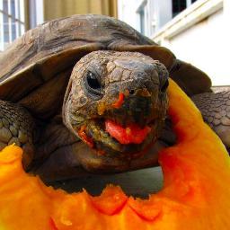 I like to watch turtles eating things. The official tweets of Turtles Eating Things.