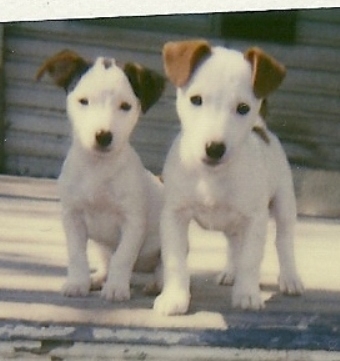 Central info source for all things Jack.  Gifts and accessories, too!  Former breeder, now rescuer, pays homage to these indomitable doggies!